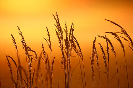 close up photo of wheat field thumbnail