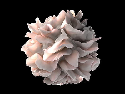 white flower decor macro photography thumbnail