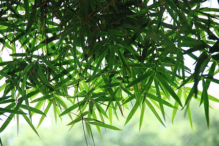 close-up photography of green leaves thumbnail