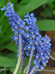 Vineyard Traubenhyazinthe, Flower thumbnail