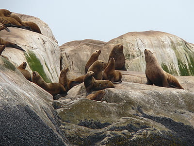 brown seals thumbnail