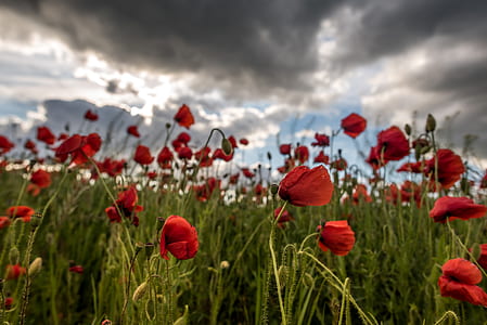 selective focus photography of red poppy flowers in bloom thumbnail
