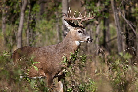 brown and white deer surrounded by trees thumbnail