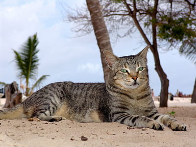 silver tabby cat reclining on sand thumbnail