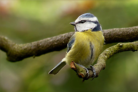 close up photography of perching green and black short-beaked bird thumbnail