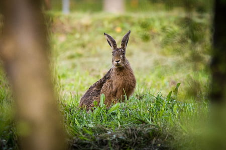 brown hare on green grass field thumbnail