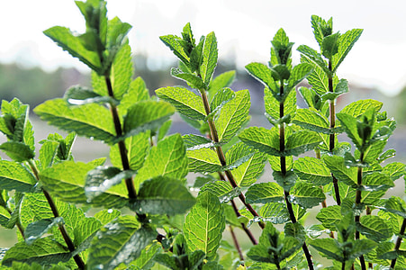 green plants thumbnail