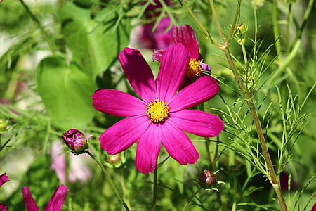 macro photography of purple cosmos flower thumbnail
