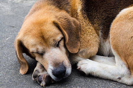 adult beagle lying on ground during daytime thumbnail