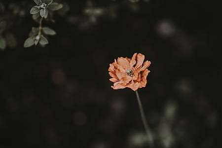 close up photo of orange poppy flower in bloom thumbnail