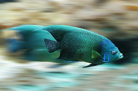 panning photography of green fish thumbnail