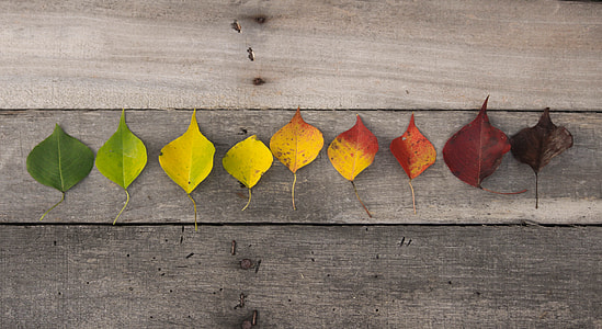 green yellow red maroon to brown  leaves  time lapse  shot thumbnail