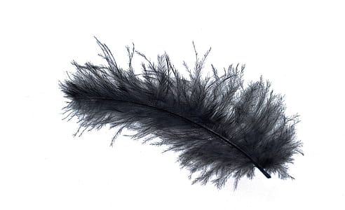 black feather thumbnail