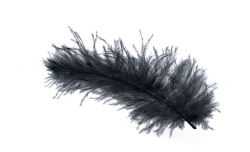 black feather on white background thumbnail