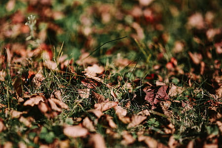 Brown leaves on the ground thumbnail