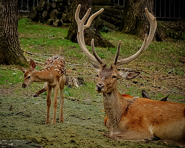 view of stag and cub on green grass lawn thumbnail
