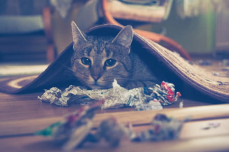 animal, pet, cute, cat thumbnail