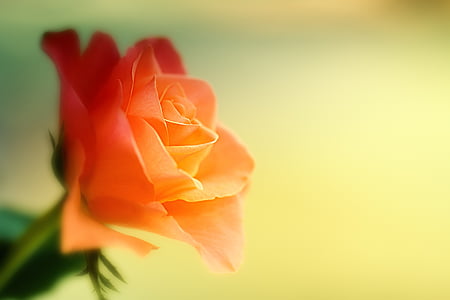 closeup photo of orange rose flower thumbnail