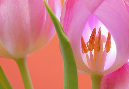 closeup photo of pink petaled flower thumbnail