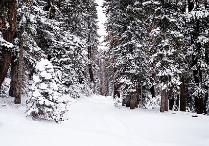 green pine trees covered with snow thumbnail