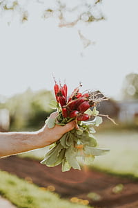 person holding green leaf plants thumbnail