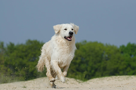 light golden retriever running on the field thumbnail