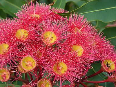pink-and-yellow petaled flowers thumbnail