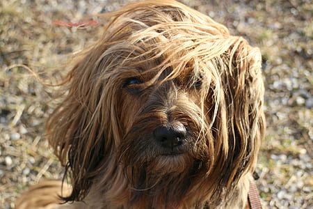 adult brown cocker spaniel thumbnail