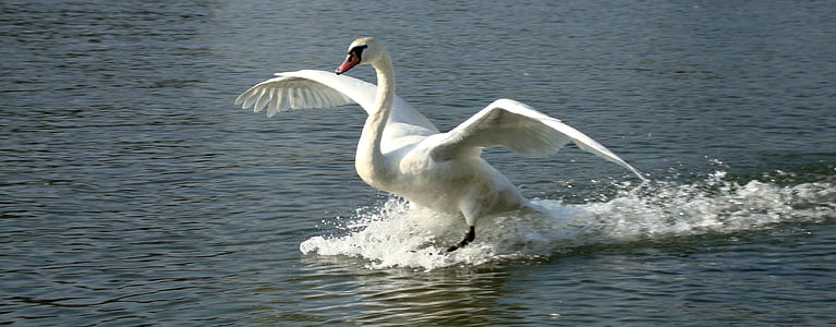 white swan on body of water thumbnail