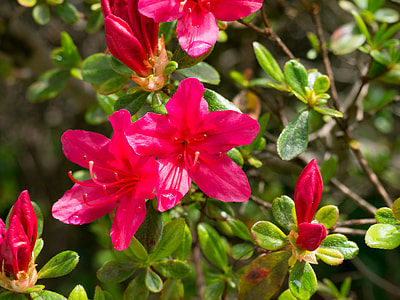selective focus of pink 5-petaled flower plant thumbnail