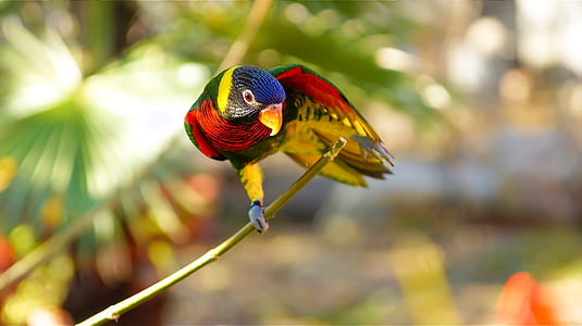 parrot on tree branch thumbnail