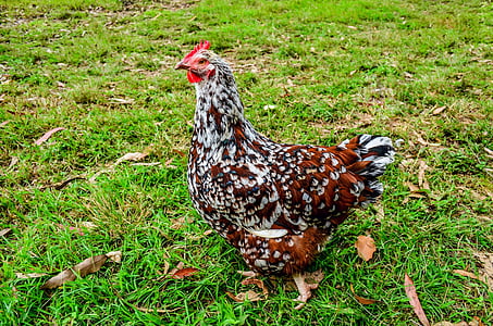 white and brown chicken on grass lawn during daytime thumbnail