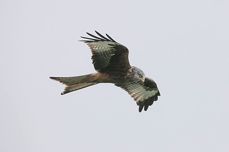 flying American eagle thumbnail