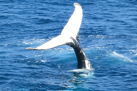 black and white whale thumbnail