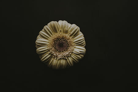 sunflower on black surface thumbnail