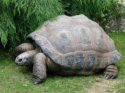 brown turtle on ground thumbnail
