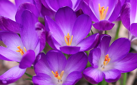 selective focus photography purple petaled flowers thumbnail