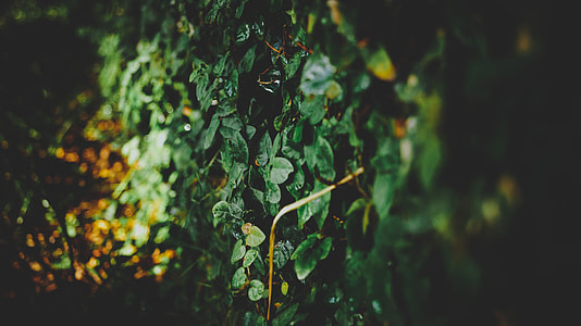 green leaf plant thumbnail