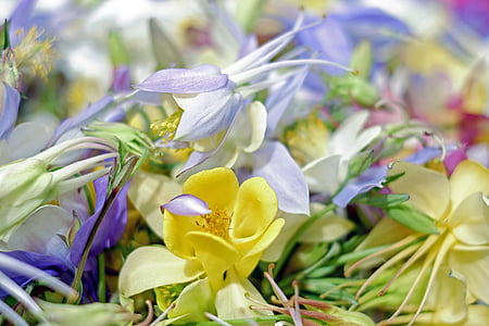 yellow and purple petaled flowers thumbnail