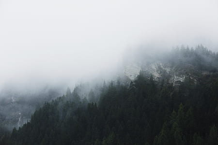 trees near mountain thumbnail