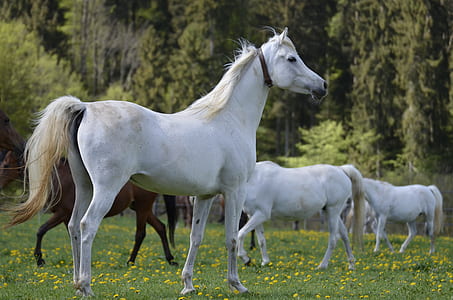 several white horses on field thumbnail