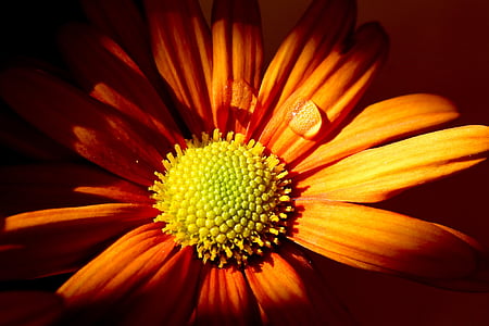 closeup photo of a orange petaled flower thumbnail
