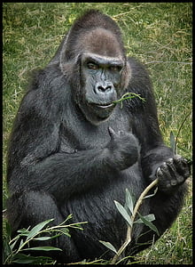 black gorilla on grass field thumbnail