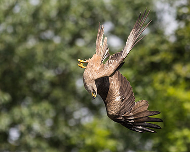 selective focus photography of brown eagle thumbnail