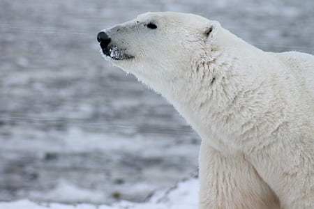 white polar bear thumbnail