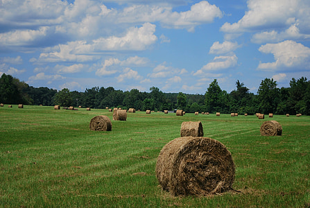 hays on grass field thumbnail