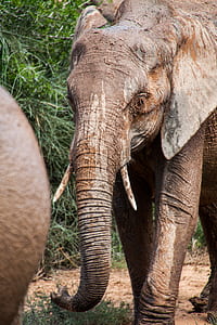 gray elephant covered in mud thumbnail