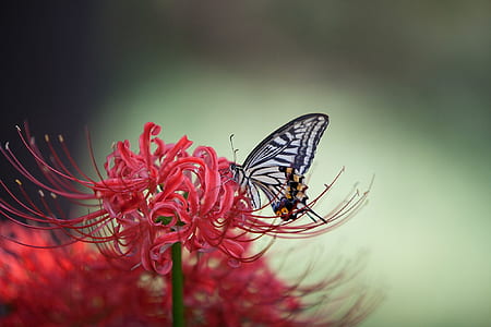 white and black butterfly macro photography thumbnail