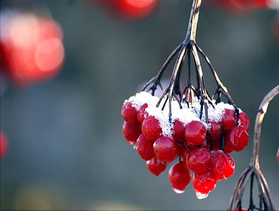 selective focus photography of red cherries thumbnail
