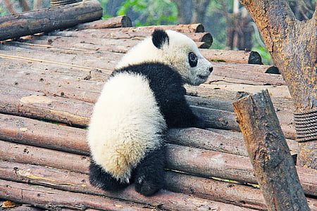 baby panda climbing on brwon tree trunks thumbnail